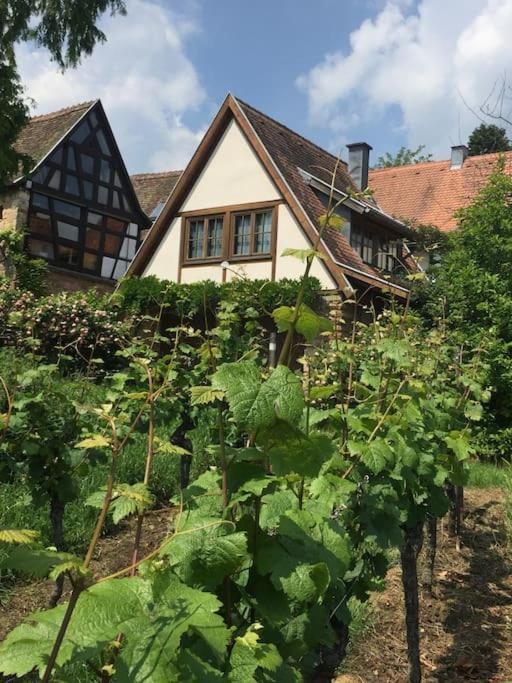 Traumblick Rebenmeer Gleisweiler